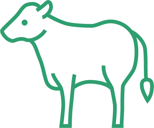 Vaca