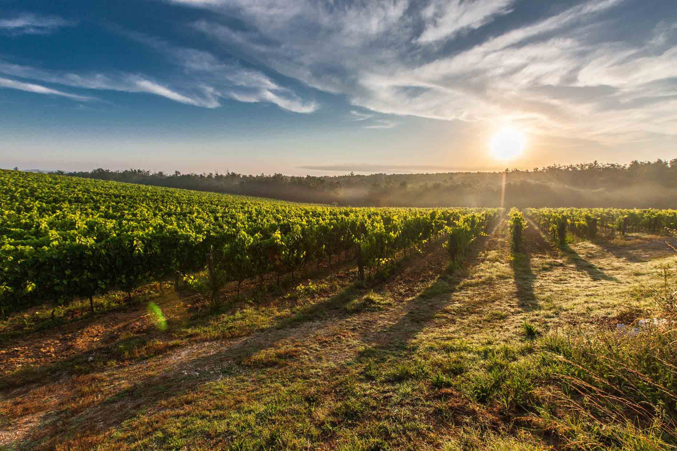 paisagem de vinha